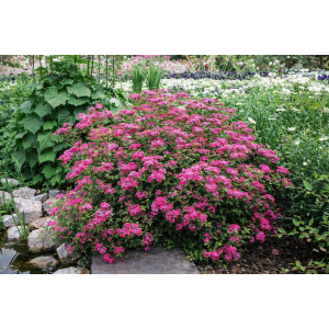 Tavoľník japonský (Spiraea japonica) ´ANTHONY WATERER´ - výška 10-20 cm ⌀ 10-20 cm, kont. C2L